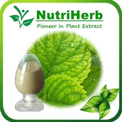 Morin-NutriHerb Morin-NutriHerb
