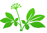 Nanjing NutriHerb BioTech Co.,Ltd_category icon1