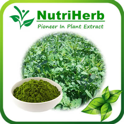 Alfalfa Powder-NutriHerb