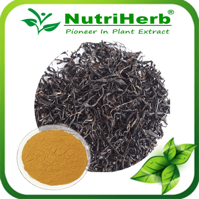Black Tea extract-NutriHerb
