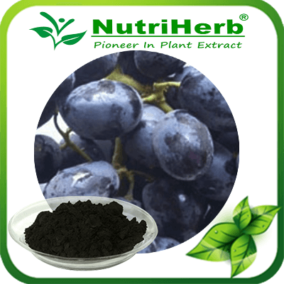 Black currant extract-NutriHerb