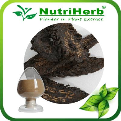 Cistanche tubulosa Extract-NutriHerb