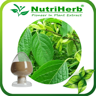 Eucommia Leaf Extract-NutriHerb