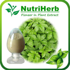 Gynostemma Extract-NutriHerb