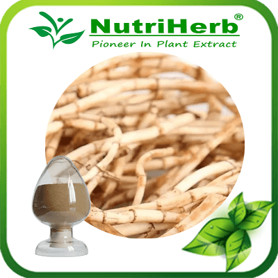 Herba Houttuyniae Extract-NutriHerb