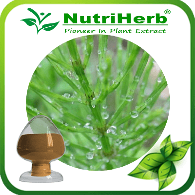 Horsetail Extract-NutriHerb