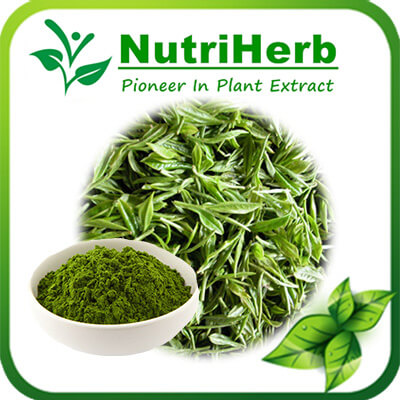 Matcha Green Tea Powder-NutriHerb