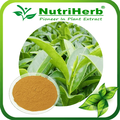 Sweet Tea Leaf Extract-NutriHerb