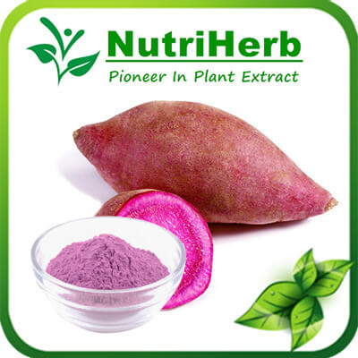 Sweet potato powder-NutriHerb