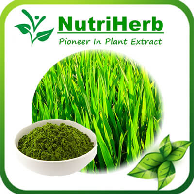Wheat Grass Powder-NutriHerb